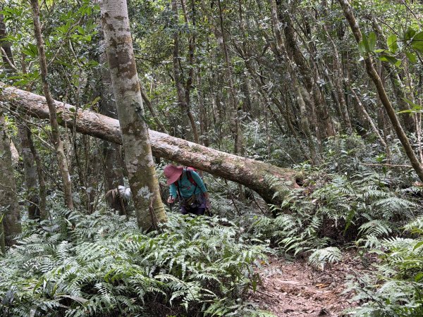 女仍山+帽子山O繞 202602273009567