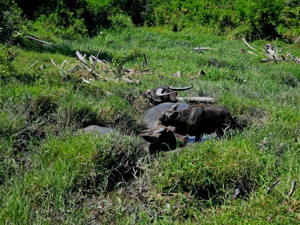 東河橋遊憩區步道-2025漫遊縱谷愛在花東-台東縣東河鄉2916699