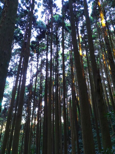 加里山步道+杜鵑嶺+舊運木鐵道(大坪支線1192099