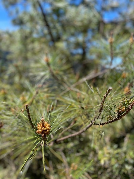 【健人HIKERS】兩天一夜玉山主峰、玉山西峰2769128