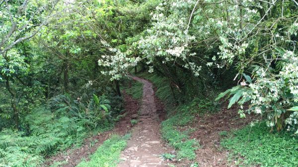 頂山,石梯嶺,竹篙山連走!165072