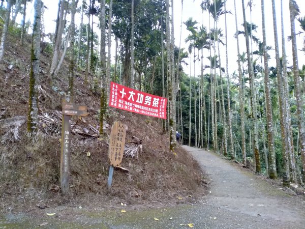 大巃頂步道(紅南坑森林古道)789414