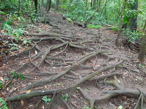 古道探訪｜七星山主東峰苗圃線1567591