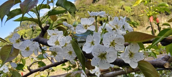 后里鳳凰山+觀音山步道-2026/02/15