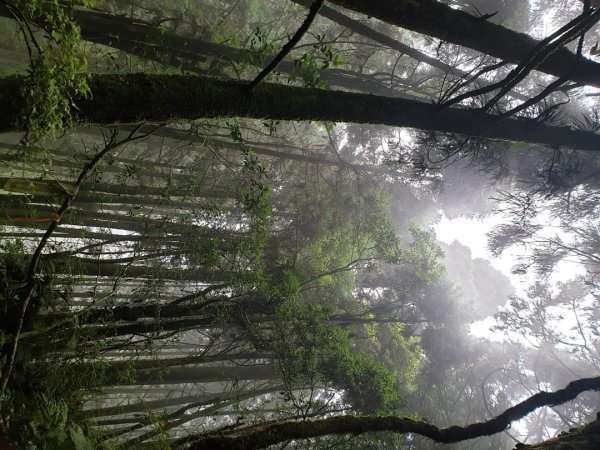 南鳳凰山－嶺頭山－忘憂森林－留龍頭1032800