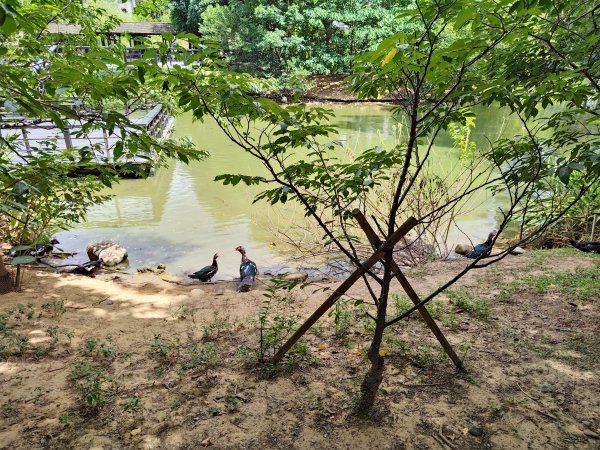 新竹公園健走3085287