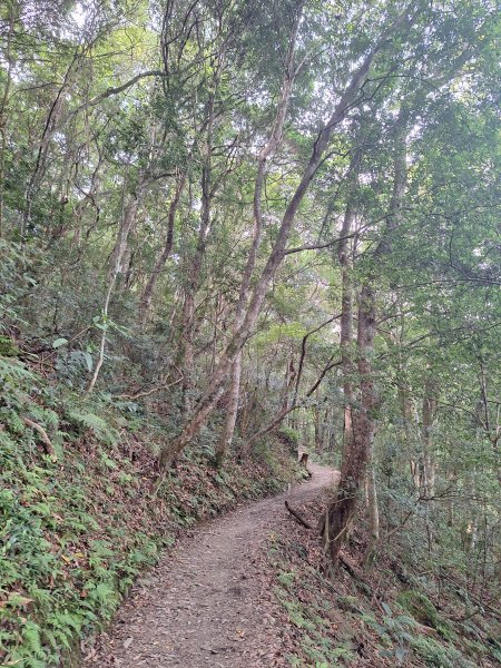 司馬庫斯神木步道順遊司立富瀑布11508023116738