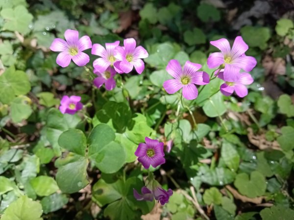 汐止區夢湖秘境桐花夢幻2773495