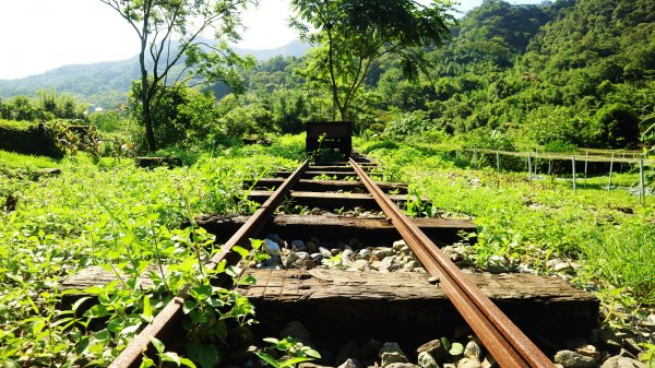 【淡蘭中路】翻山越嶺的茶商之道981235