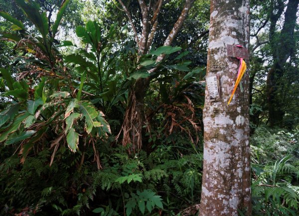 桃園金面山、金山面山 O型1373720