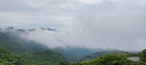 雲山水花鳥蝶-天龍國阿伯的日常 #台灣野百合 #石牆蝶 #遷粉蝶(淡黃蝶） #台灣粉蝶3054086