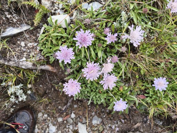 北一段(06/14)巴巴山 2025_0906~132886706