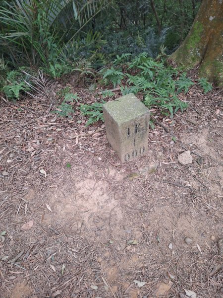 文林古道(鄧雨賢公園起登)202401222696188