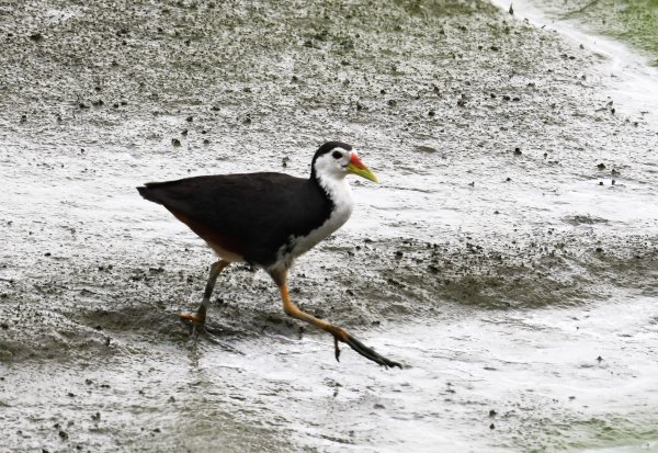 2016年, 九年前, 5, 6月份, 華江雁鴨自然公園2807712
