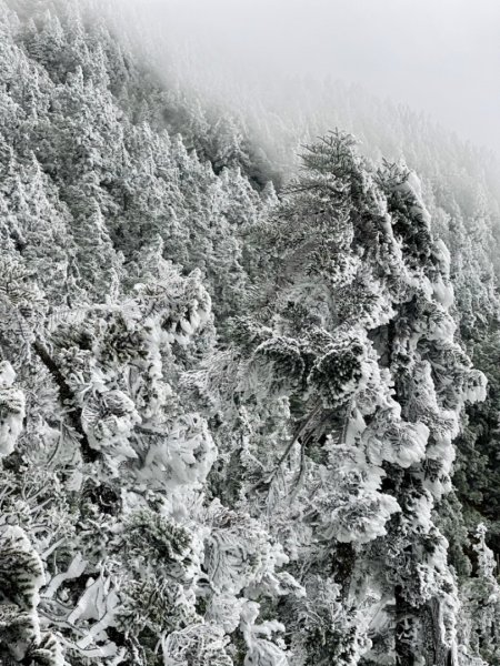 絕美銀白世界 玉山降下今年冬天「初雪」1235923