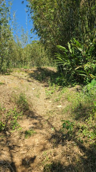 2025-0130溪和宮-大崎頭步道-鵝尾山-平溪步道-鵝尾山水田-42巷-溪山百年古圳-平菁步道2701947