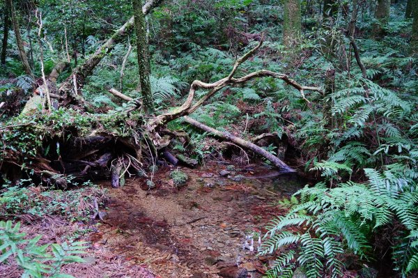新竹關西鎮 水田林道之貴妃&那結山連走1539752
