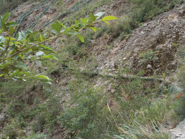 治茆山,治茆山南峰,巒山堂691182