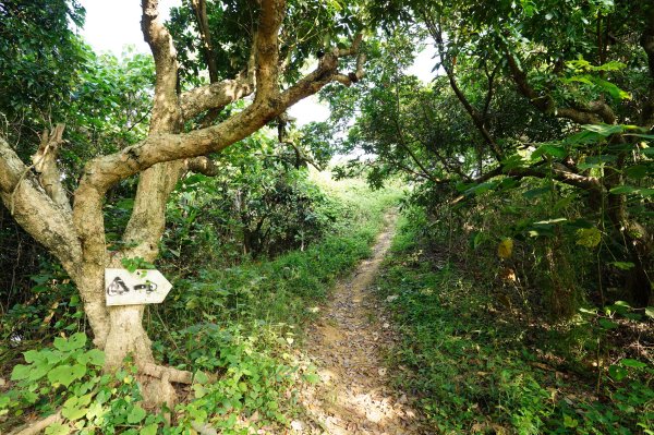 臺中 霧峰 阿罩霧山2646021