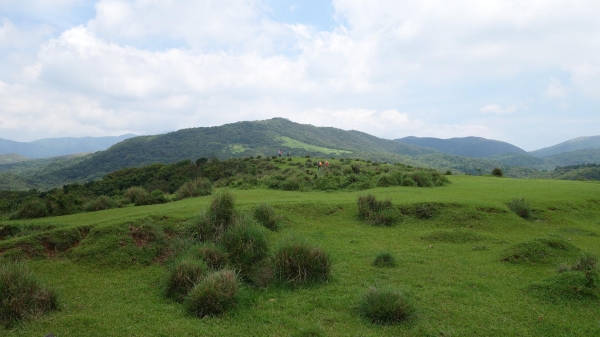 百年坪頂古圳與北五指山之草原驚艷45717