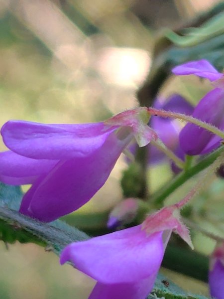 關頭山 舊武界越山 巴蘭山2892115