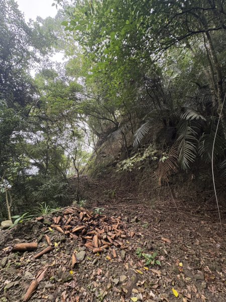 20251108西阿里關山步道(小林村東側登山口啟登)2933493