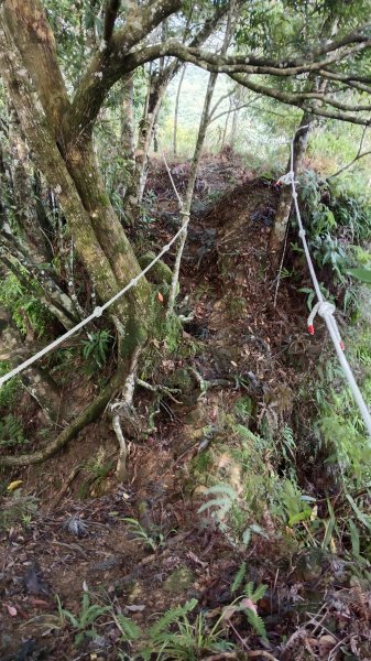 坪林區仁里坂橋-仁里坂山-金瓜寮土地公-仁里坂橋O型3132817