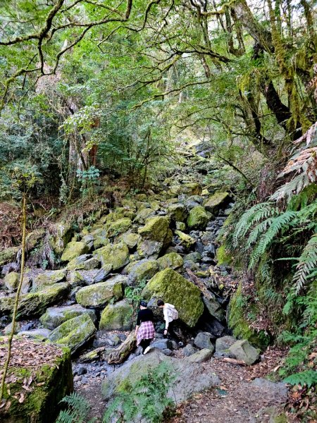 鎮西堡巨木群步道(B區)-(新竹)臺灣百大必訪步道3007828