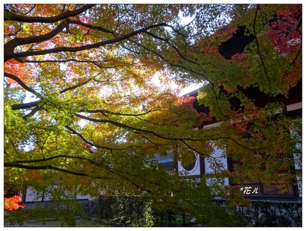 京都/東福寺的紅葉755247