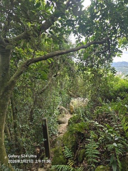2026-03-21微笑山線：【鳶山山系】鳶山彩壁段3020492