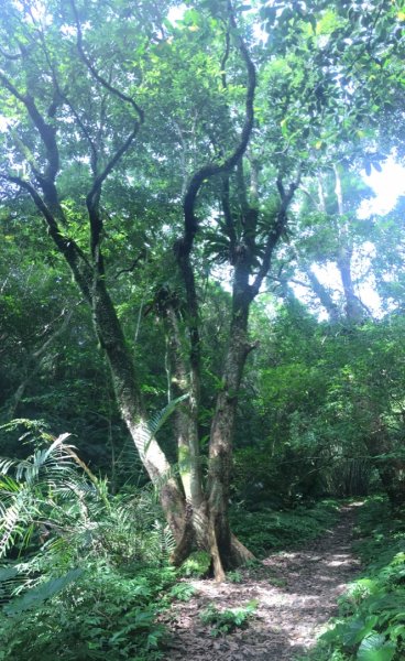 石大佛（石門山、大竹坑、佛陀世界2528059