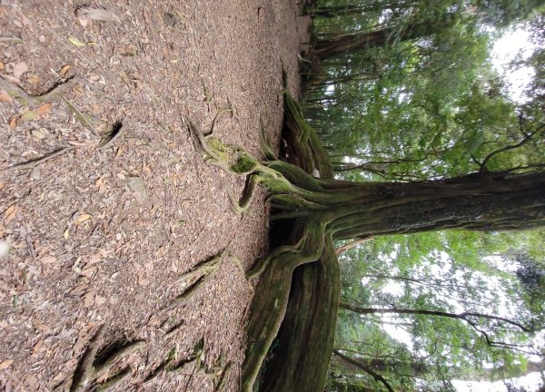 雪見大板根-202502222859815