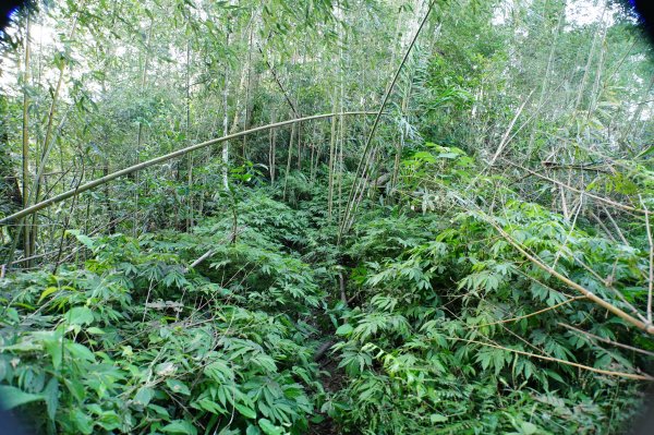 新竹 關西 馬武督山2914169