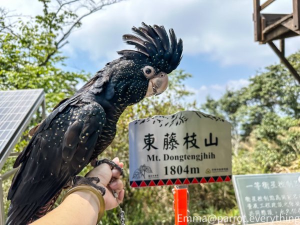 藤枝國家森林遊樂區-雲杉步道-水晶蘭2134025