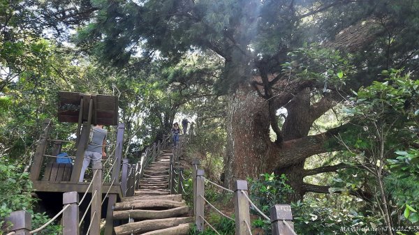 《台中》虎頭蜂巢｜大坑5號登頭嵙山黑松亭（聖普宮）202508092855078