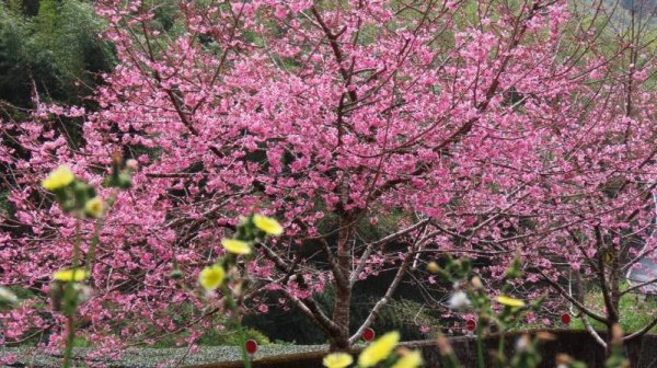 【賞花】阿里山公路沿途景點櫻花綻放 攝影家：賞櫻好時機