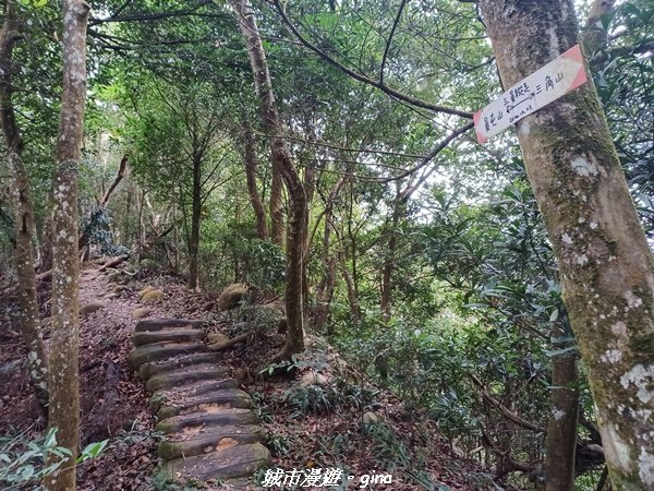 【苗栗銅鑼】健行賞花兩相宜。 銅鑼雙峰山x2023杭菊花季2355269