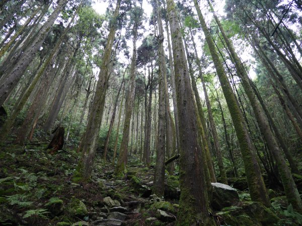 捕獲野生的海豹—橫嶺山938455