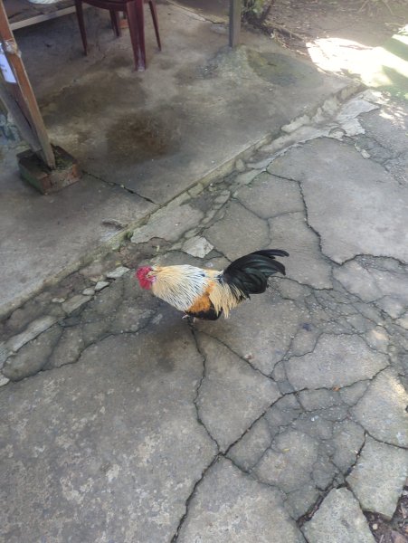 2026.01.25－微笑山線：【天上山系】烘爐地土地公段2994578