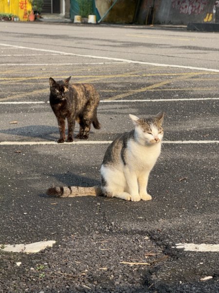 2025/02/17 姜子寮絕壁瀑布 姜子寮山2908672