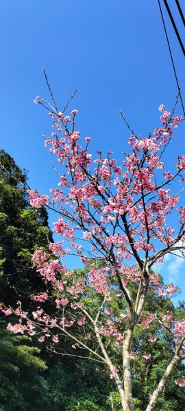 烏來大桶山腳下“秘徑”…桂山路走到底2415525