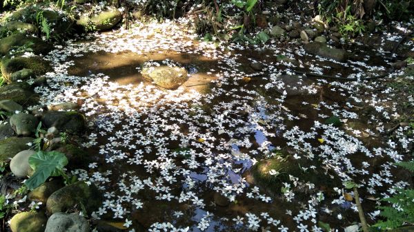 20170507十一指古道桐花123765