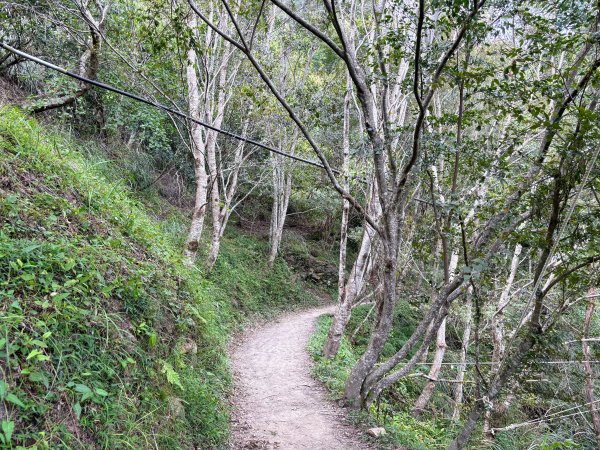 司馬庫斯巨木群登山步道2862129