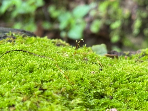 新中橫看玉山 首訪鹿林神木2836976