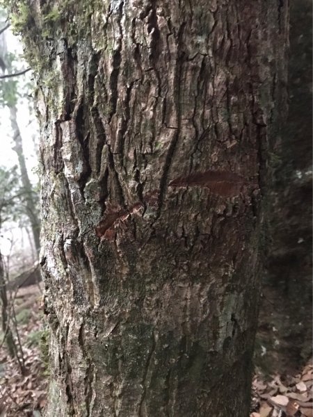 埔里六秀、中部四大名山:守城大山         隊名:鯛魚燒埔里訓練1506121