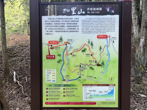 加里山 大坪登山口 杜鵑嶺 加里山P形1900966