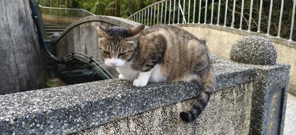 2025/05/31_烘爐地登山步道(南勢角山)2801423