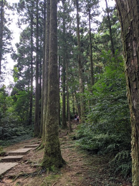 東眼山國家森林遊樂區1056013