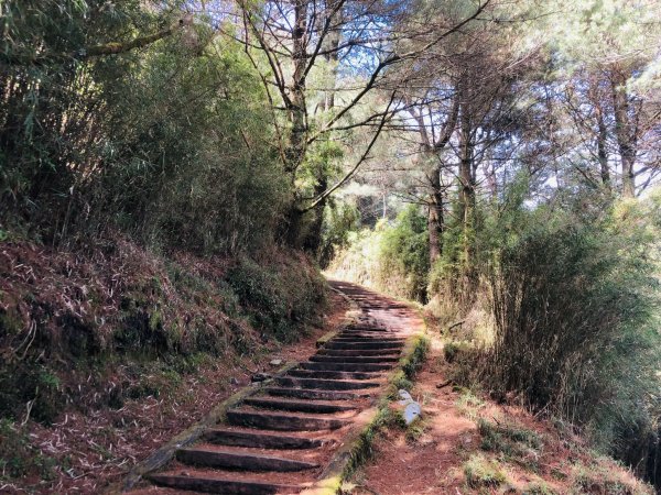 【眺望玉山群峰】鹿林山1806785