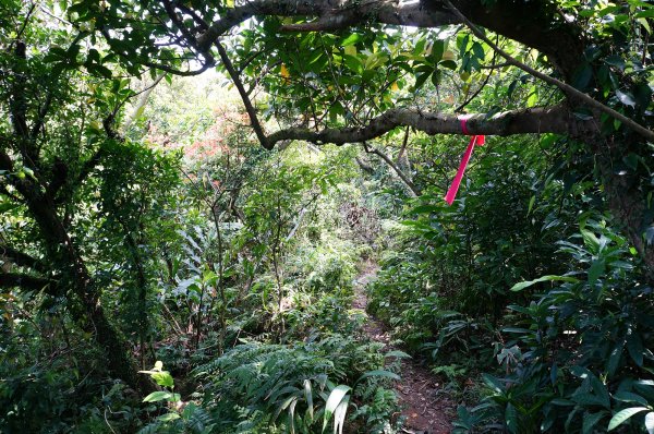 隆隆古道、卯里尖（荖蘭山）、隆隆山609311